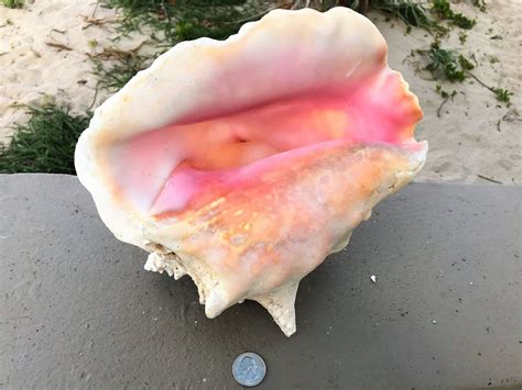 conch shell for sale near tarragindi qld